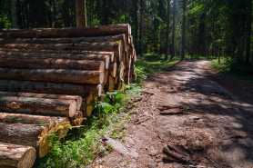 Dochód ze sprzedaży drewna wspólnoty